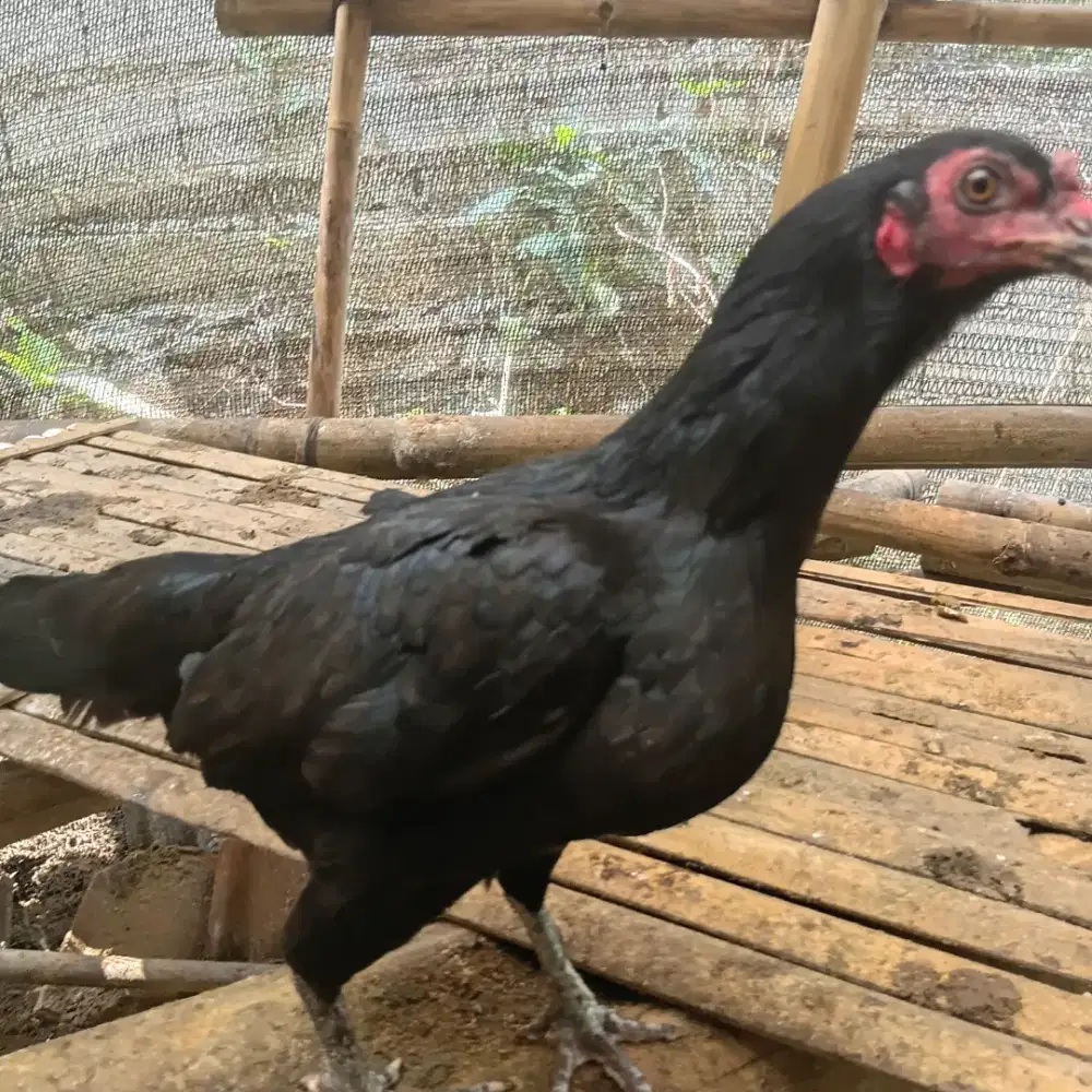 Ayam kampung hidup