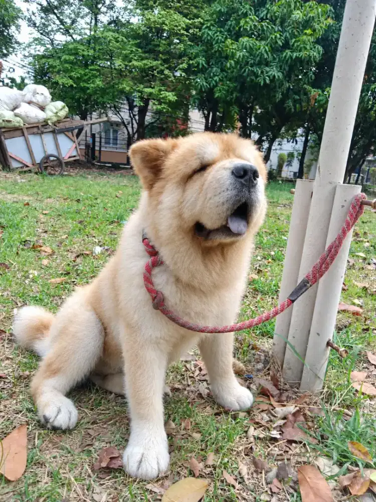 Chow2 jntan 2thn  stamboom hilang blm ketemu .vaksinlengkap .microchip