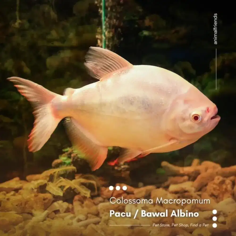 Bawal Pacu Albino