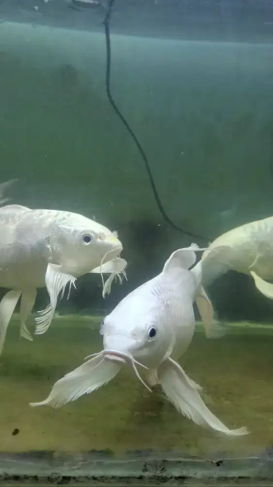 Koi Platinum Slayer