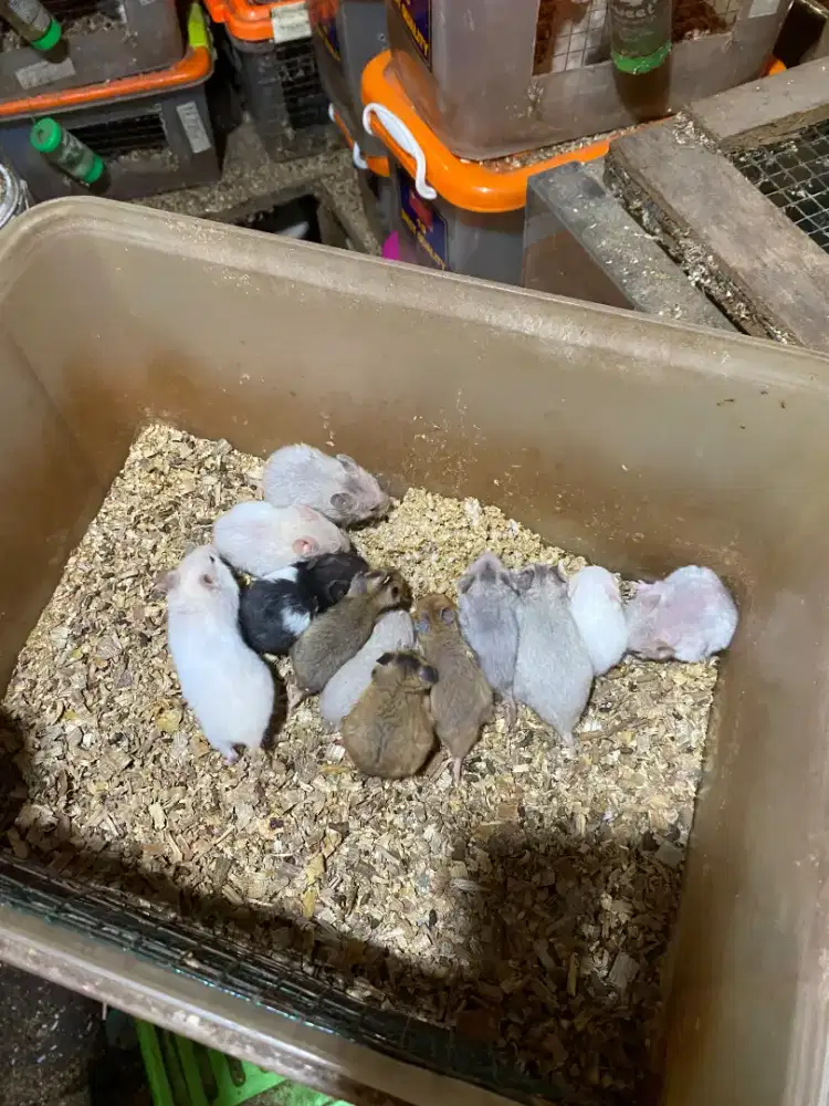 Hamster jenis Syrian