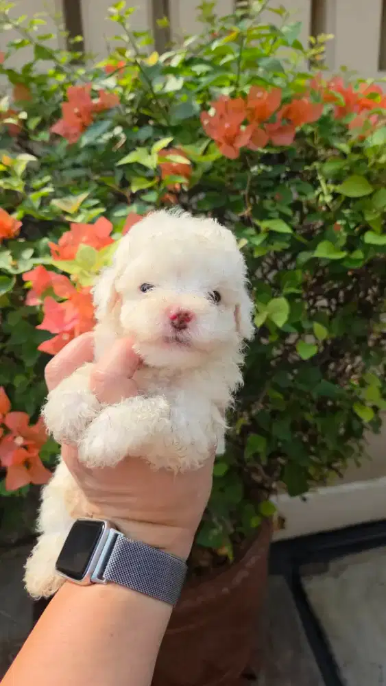 Poodle size teacup. Bisa stb atau tdk
