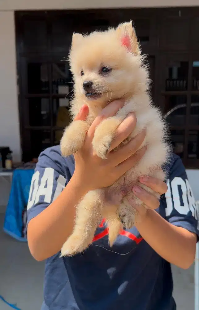 Jual anjing asli minipom
