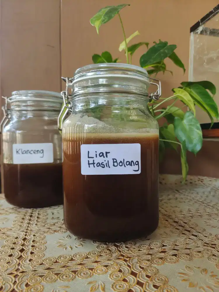 Madu liar hasil bolang 250 ml