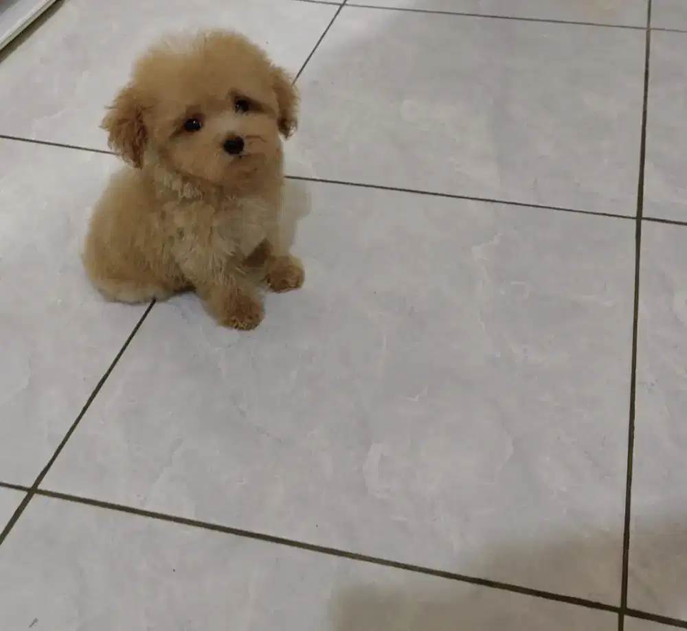 Poodle female 3 bulanan