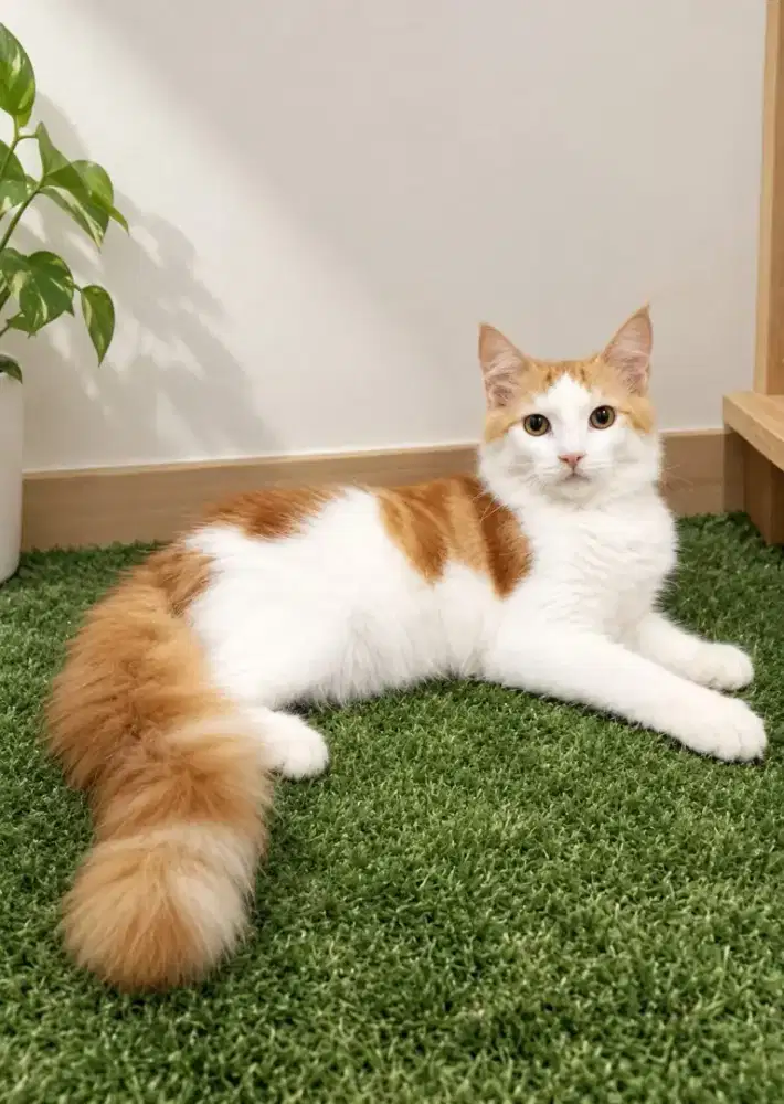 Kitten MaineCoon Jantan Pure No mix. Induk ped Cfa