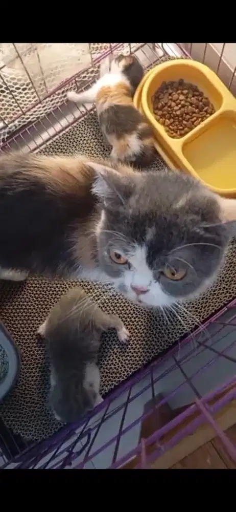 Indukan BSH bawa 2ekor anak