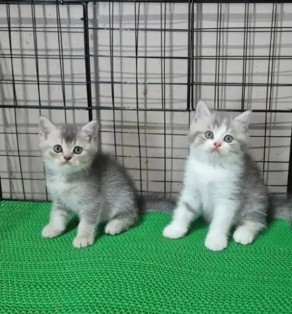 Kitten BSH Bulet lucu lucu