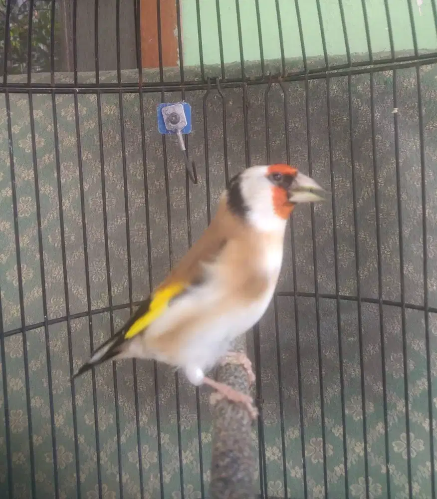 Burung goldfinch jantan