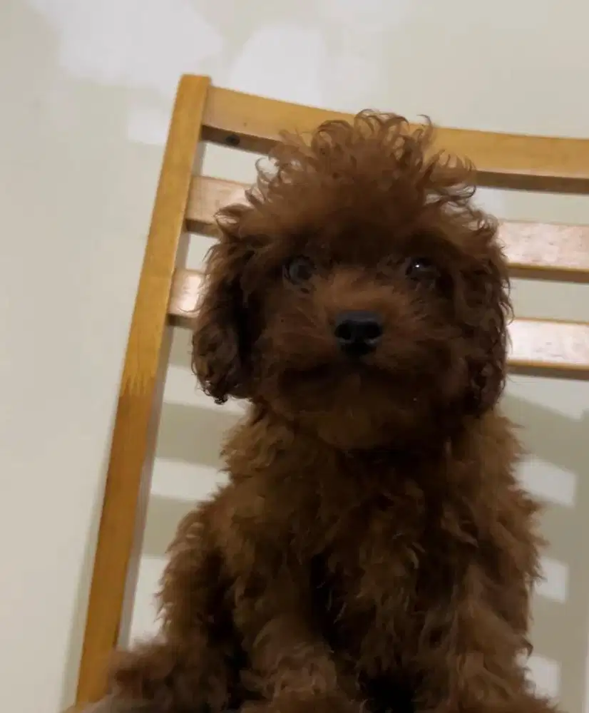 Puppies / anjing red toy poodle cute