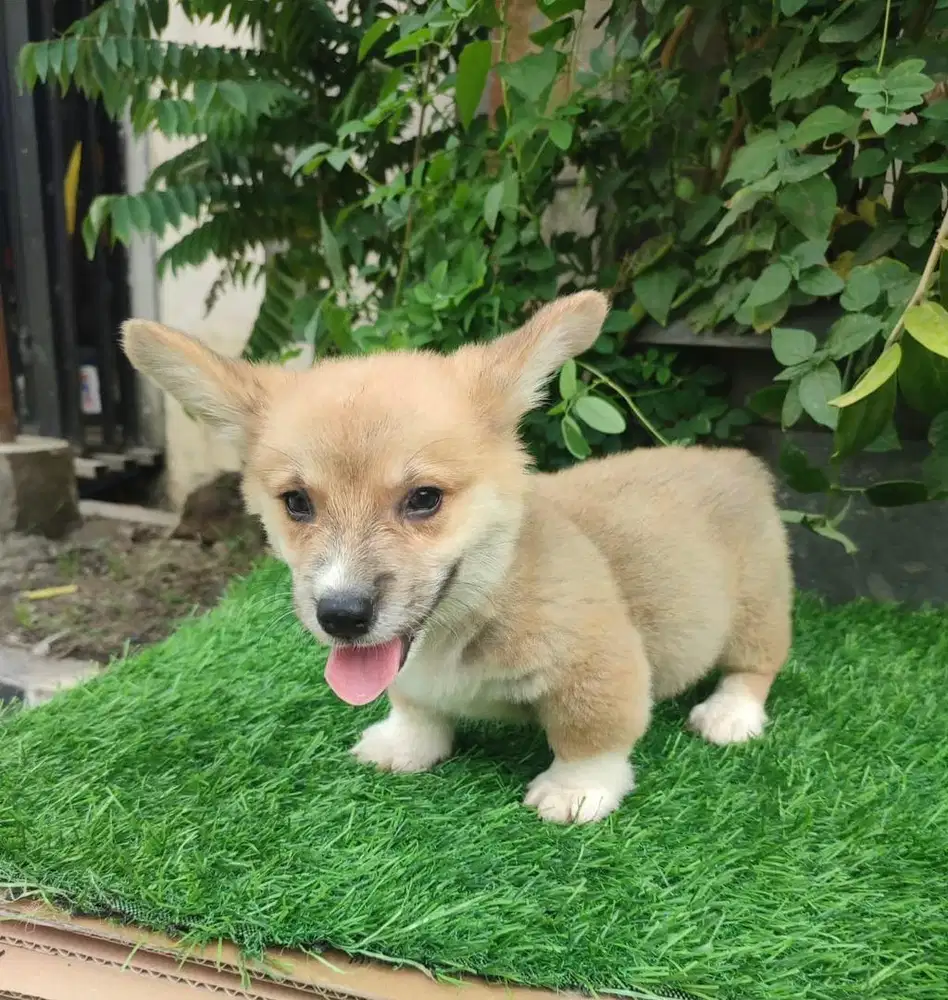 Anjing / puppies welsh corgi jantan cute