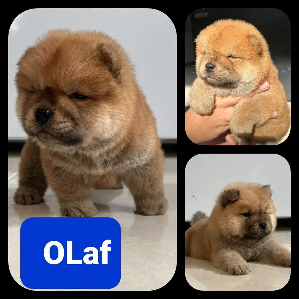 Anjing / puppies chow-chow jantan