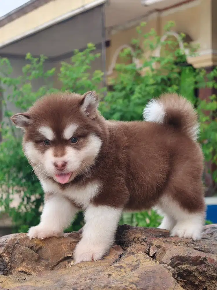 Anjing / puppies alaskan malamute red