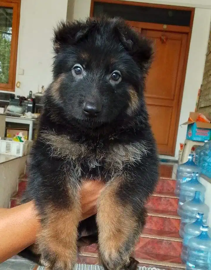 Anjing/ puppies herder longhair betina