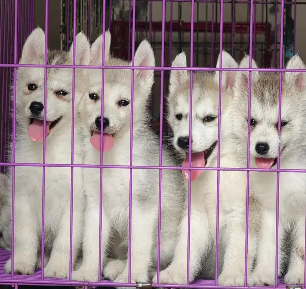 Anjing / puppies siberian husky cute