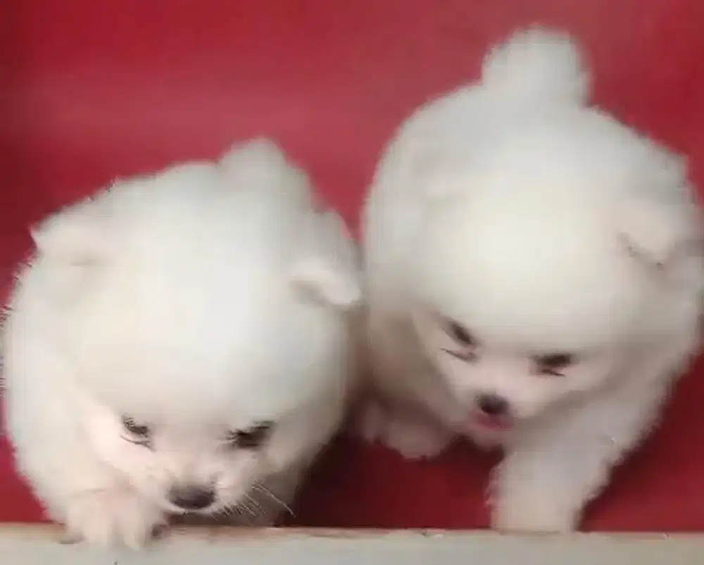 Anjing / puppies minipom cute