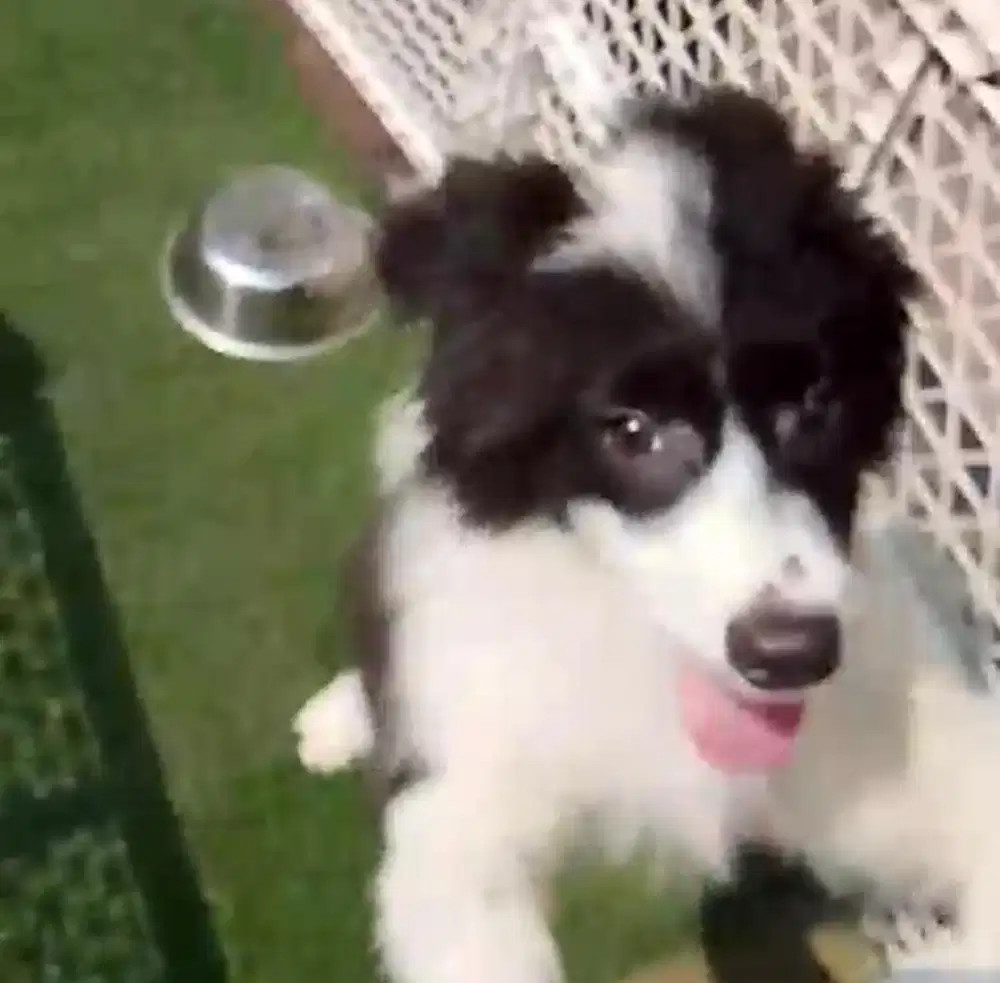 Anjing / puppy border collie jantan