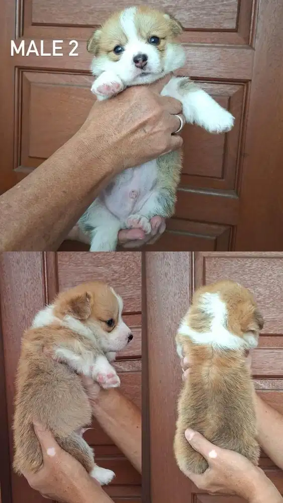 Anjing / puppies welsh corgi jantan
