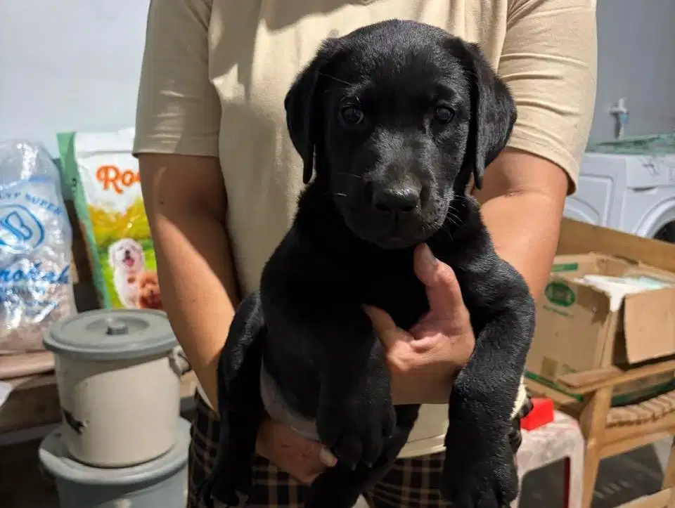 Anjing / puppies black labrador