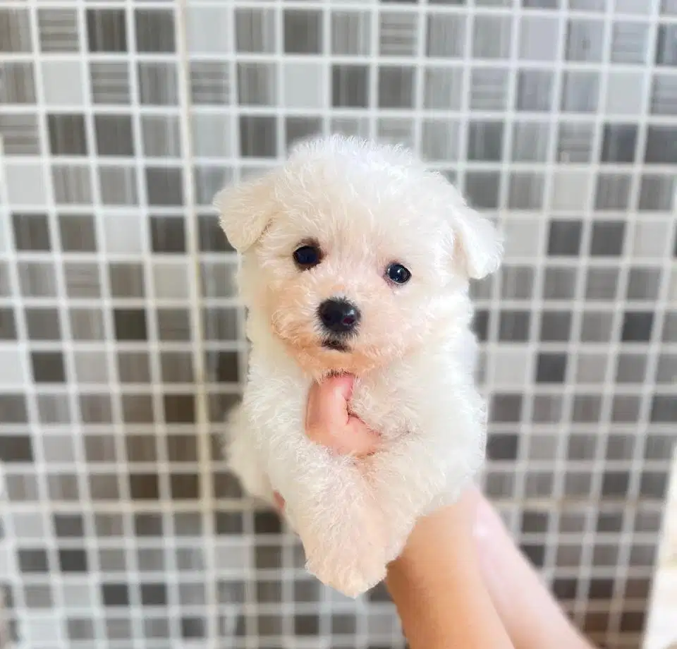 Anjing / puppies bichon frise jantan