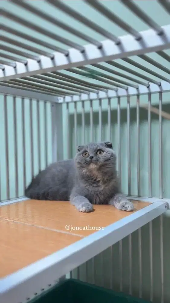 Scottish Fold Betina