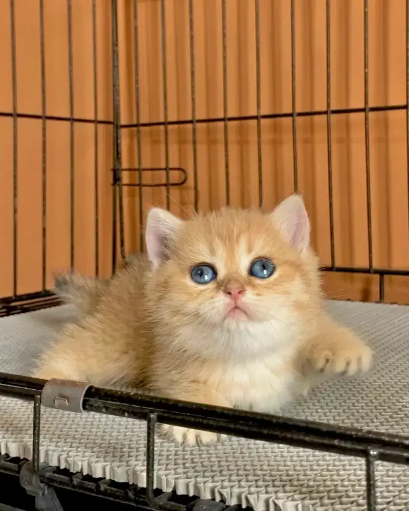 BSH BRITISH SHORTHAIR GOLDEN NY12 LINE RUSSIA