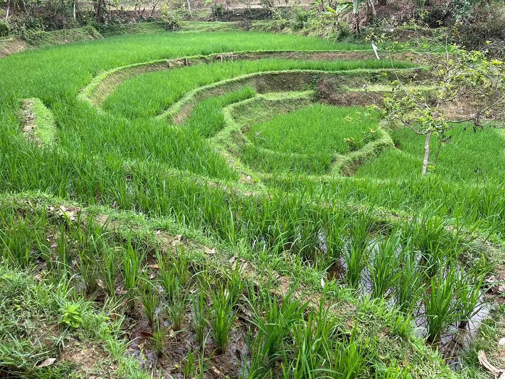 Jual sawah 2.400m dan 1.600 m milik pribadi