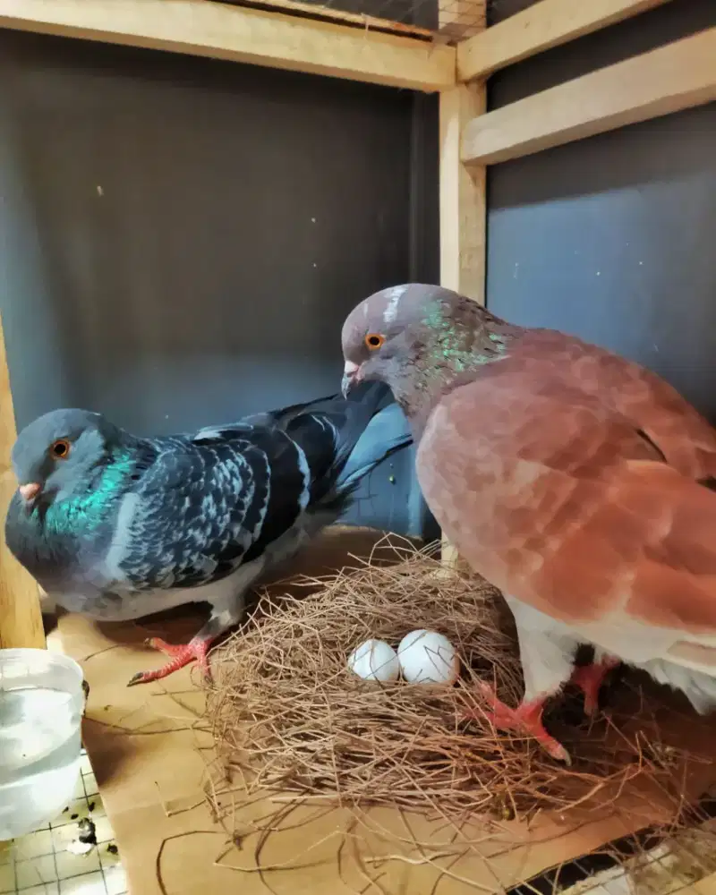 Burung Dara sepasang