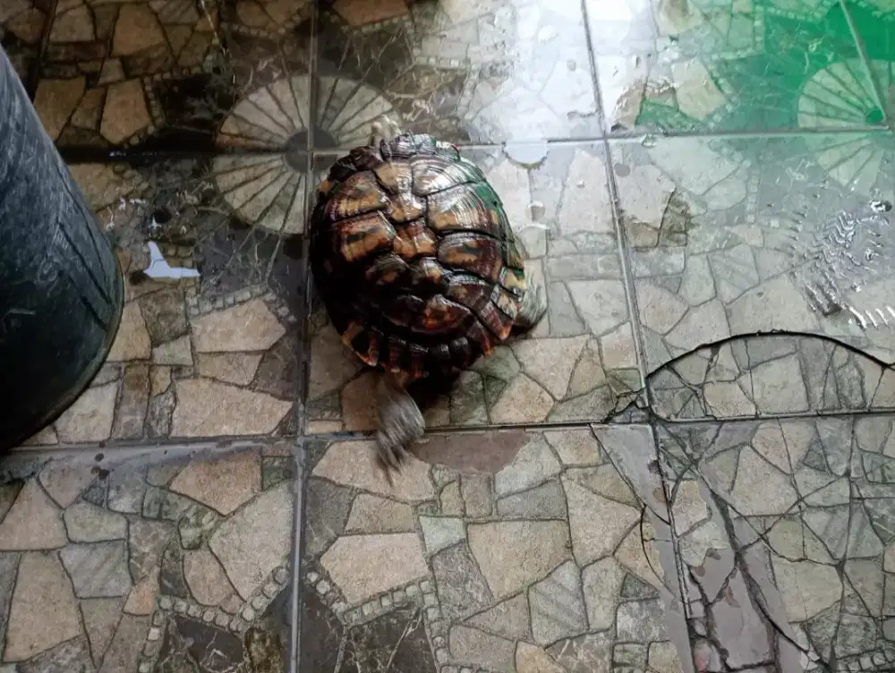 Kura Kura Brasil