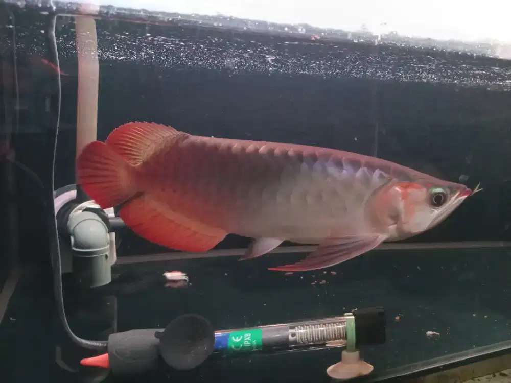 Ikan arwana super red