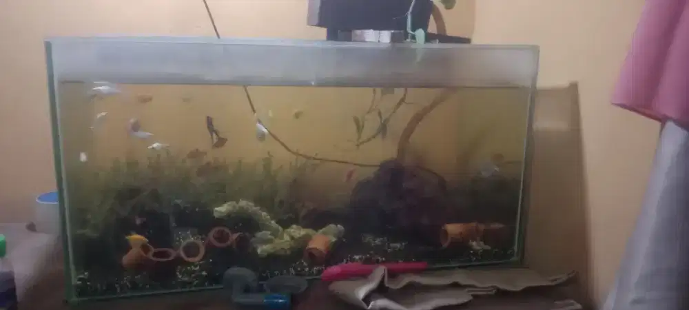 Aquarium 1 set + isi nya