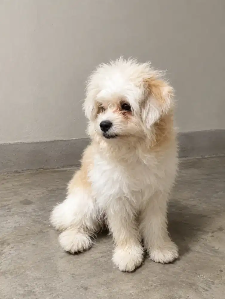 Poodle mix Maltese male/jntan 6 bln.karakter bgs.mulus .smart