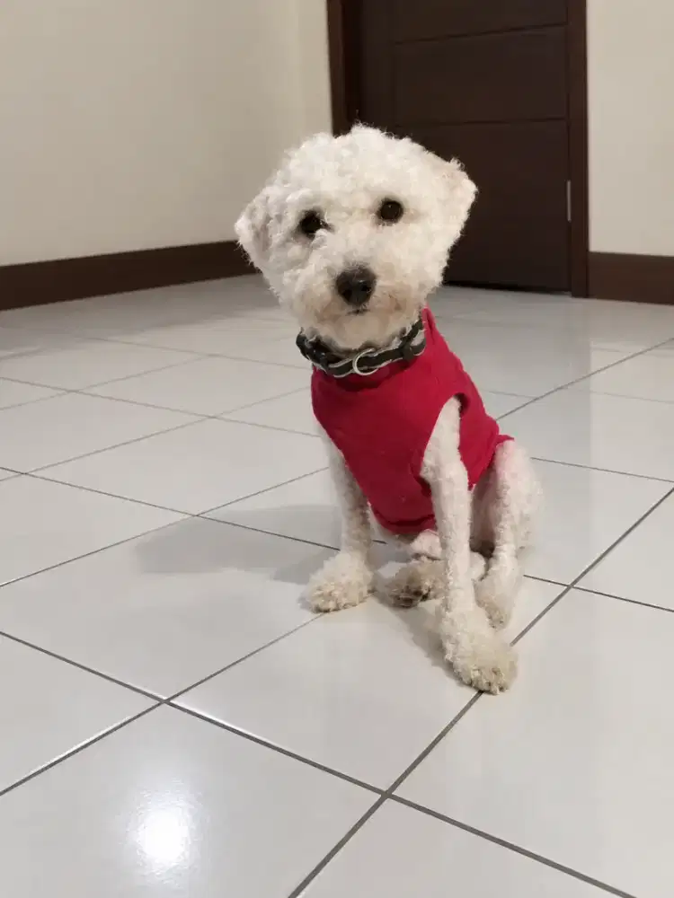 White poodle betina 6bln karakter bagus.ibu bapak import .ini kosongan