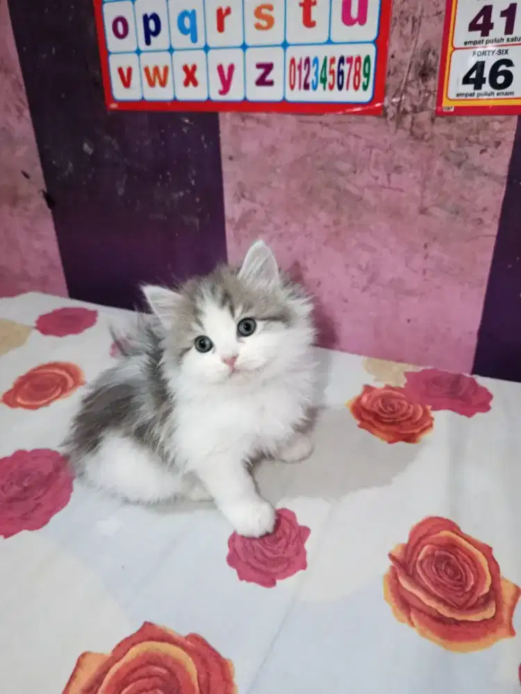 Kitten persia flatnose usia 2 bulan betina