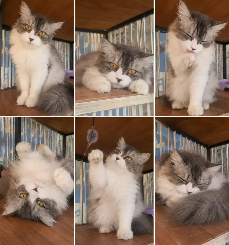 Bsh mix ragdoll mata emas free kandang