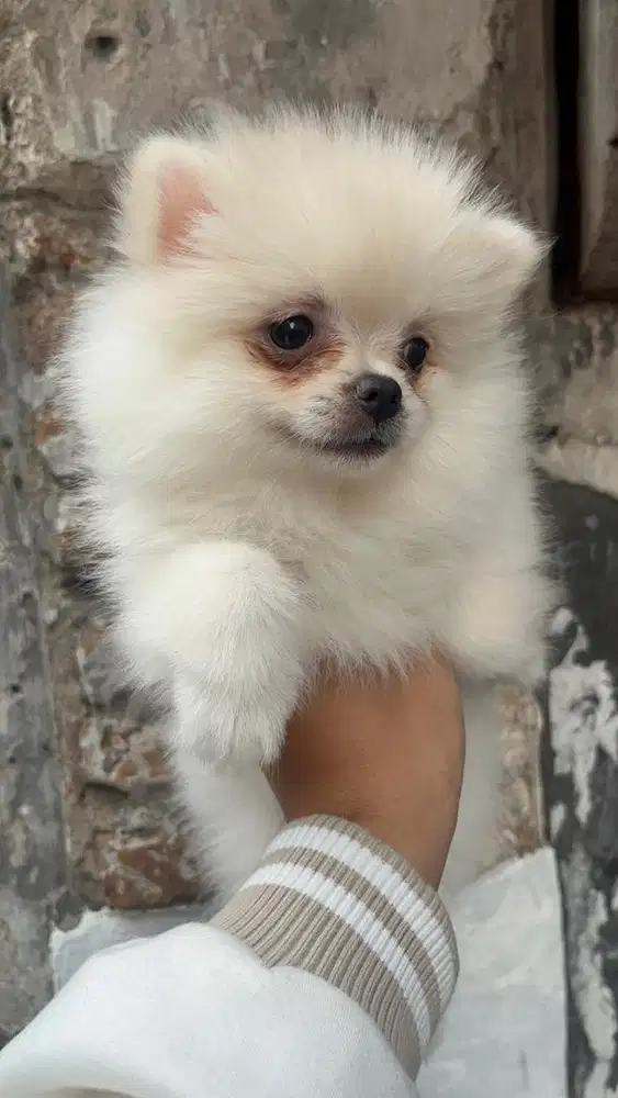 Minipom non stambum