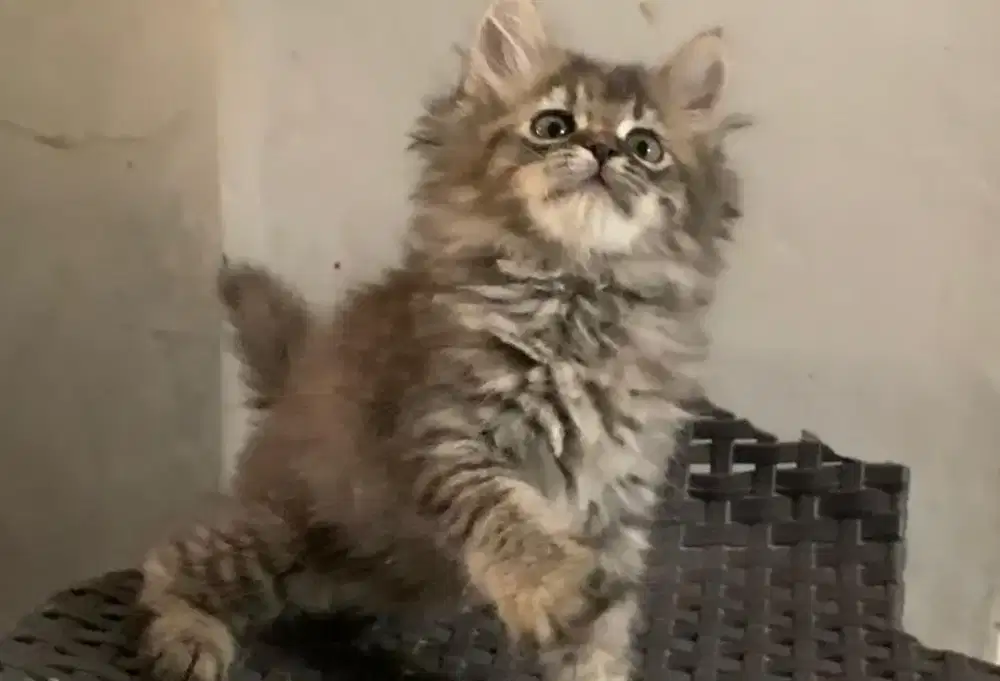 Persia kitten mujair tabby