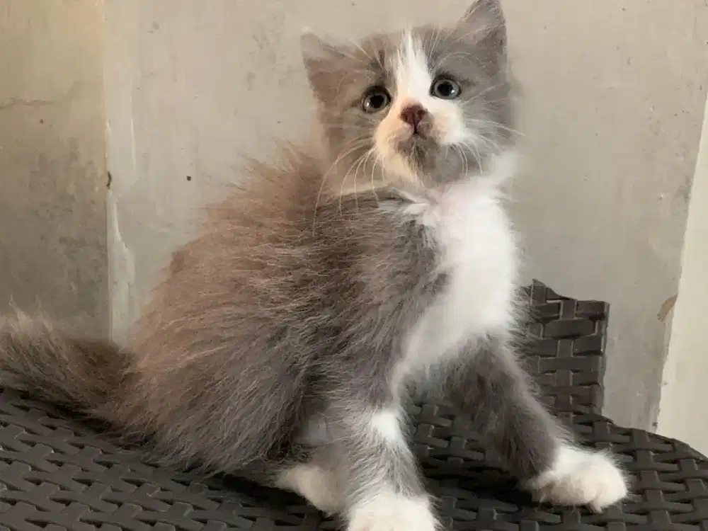 Persia kitten abu putih