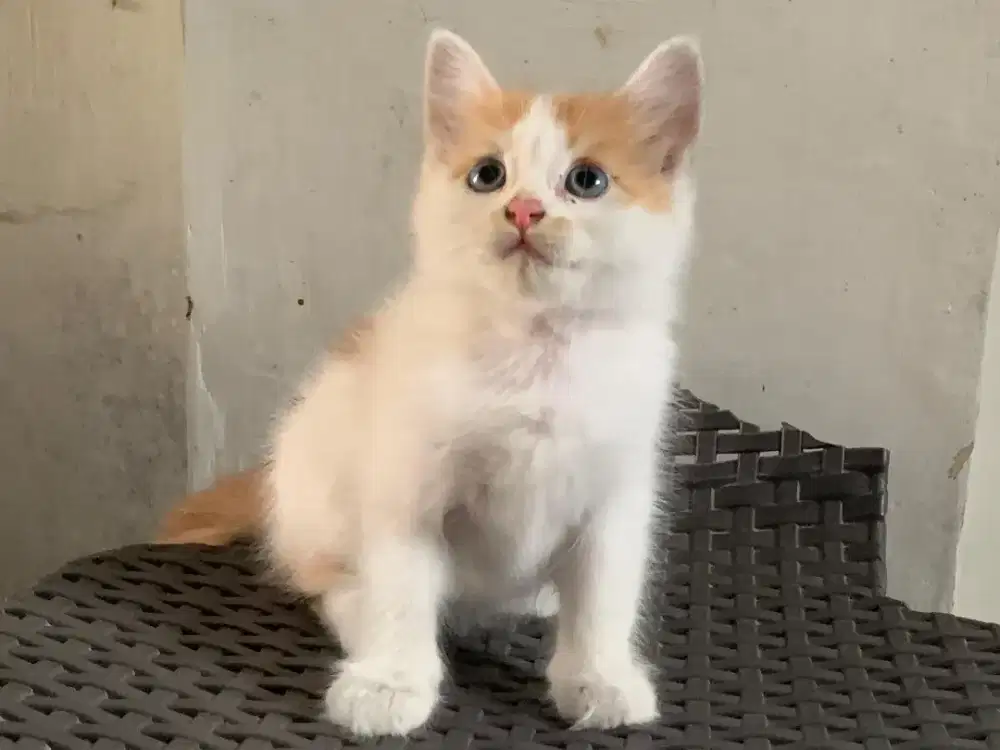 Persia kitten putih oren