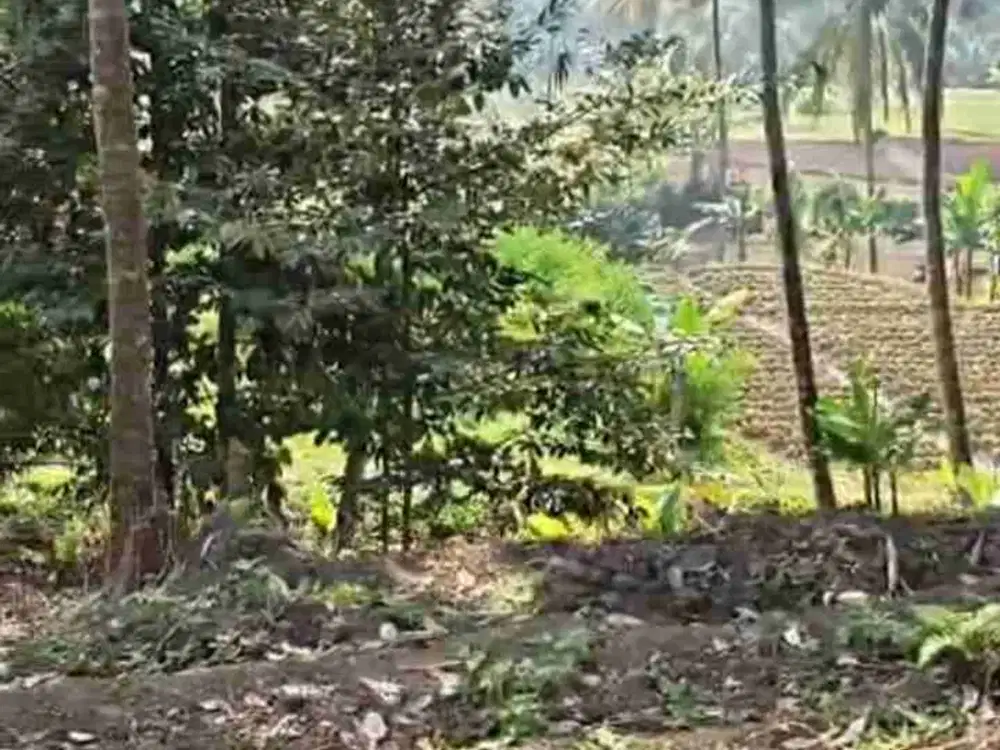 Tanah Pekarangan Jabung Malang