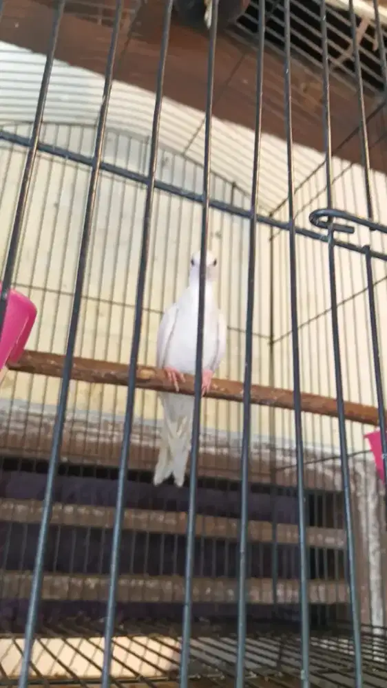 Burung perkutut lurik putih burja