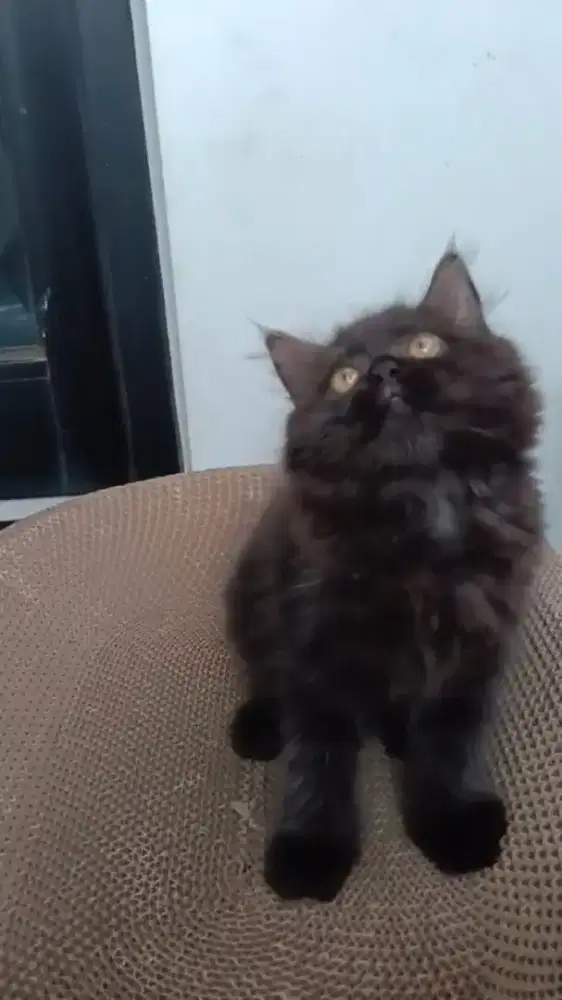 Ready kitten Persia