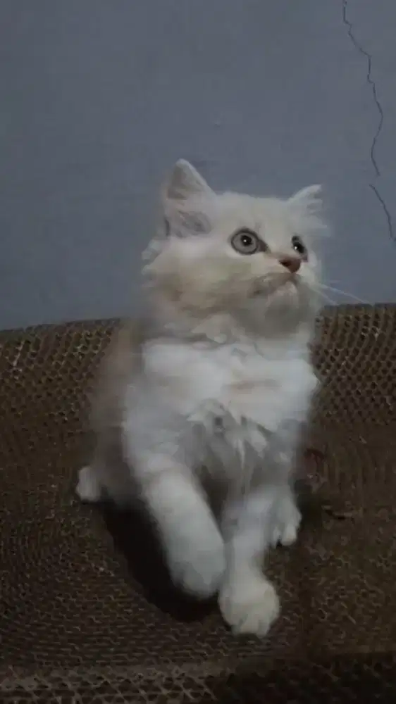 Ready kitten Persia