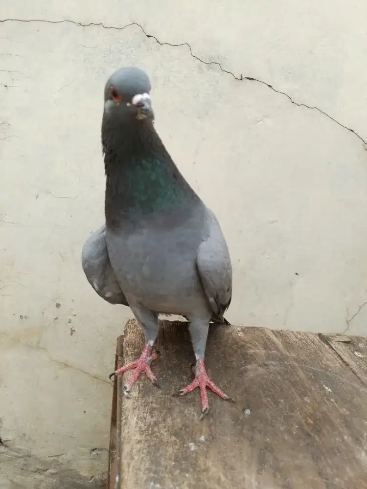 Burung dara merpati tinggian sepasang