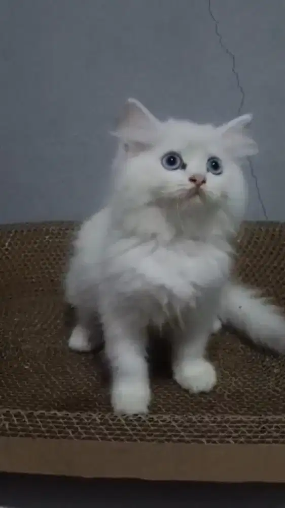 Ready kitten Persia