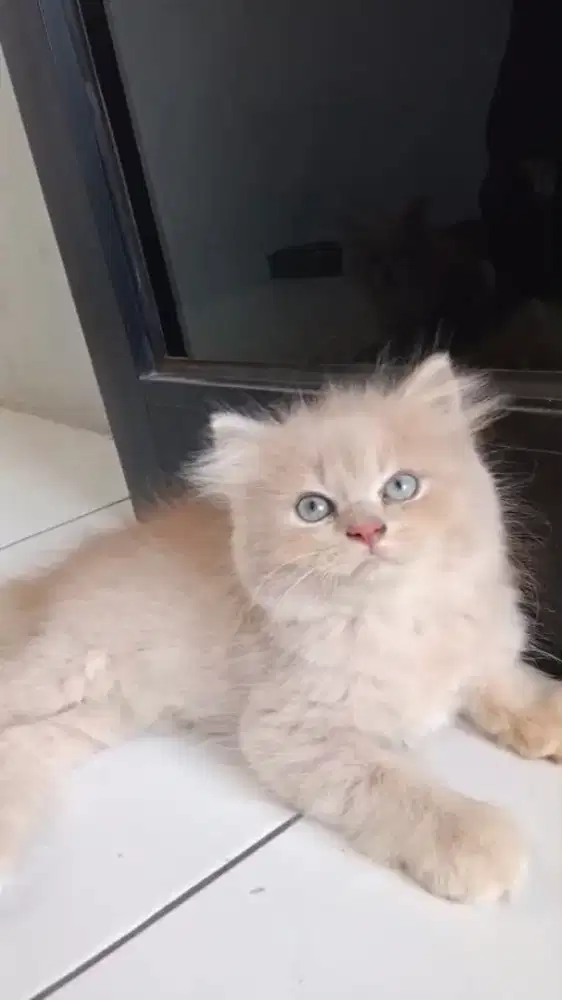 Ready kitten Persia