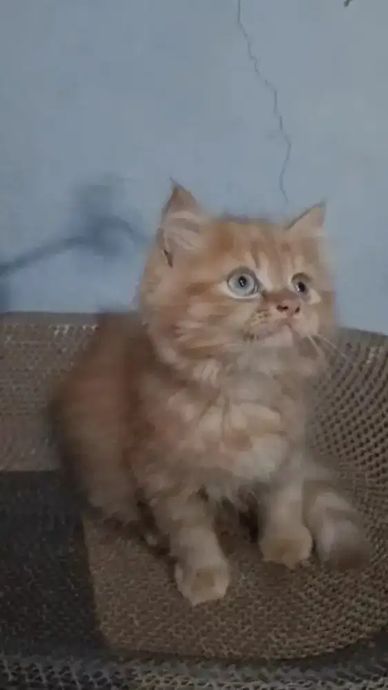 Ready kitten Persia