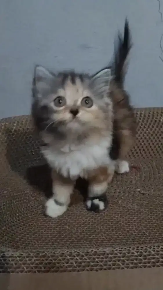 Ready kitten Persia