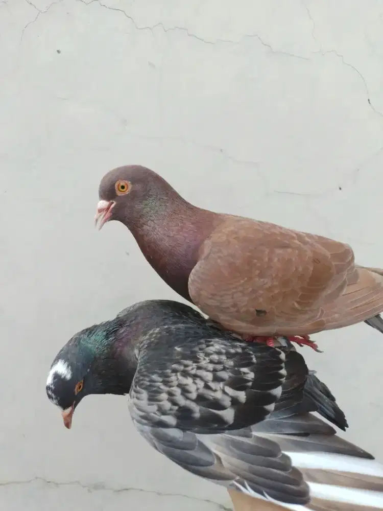Burung dara tinggian merpati kolongan cc kencang