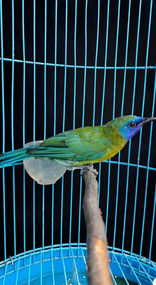 kinoy jantan bunyi mulus